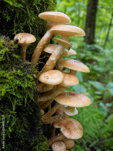 Wild Honey Mushrooms on Moss-Covered Tree Trunk in Forest