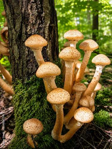 Honey Mushrooms Growing on Mossy Tree Trunk in Sunlit Forest
