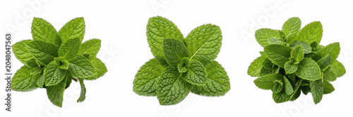 Quadro em tela Isolated set of fresh aromatic organic green mint leaf sprigs on white backgroun