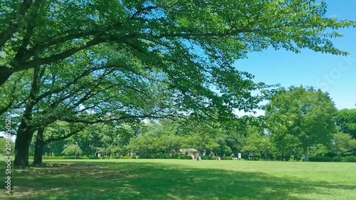 緑の木