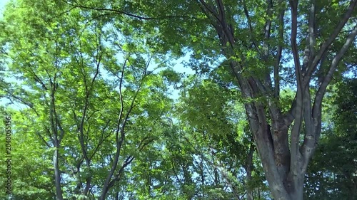 緑の森