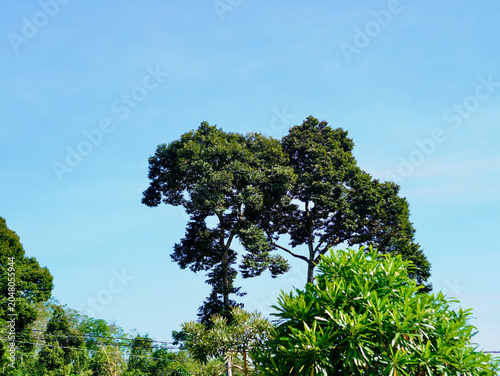 Fotografie A crisp low-angle shot of a singular green tree canopy reaching into a vast, cloudless blue sky