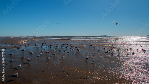 Photography Flocks of Seagulls on the Wet Sand and Flying Over Surfers Knoll Beach in Ventur