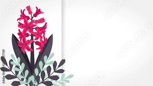 Blurred background transition of blooming pink hyacinth flowers close up on white studio background, growth concept copy space