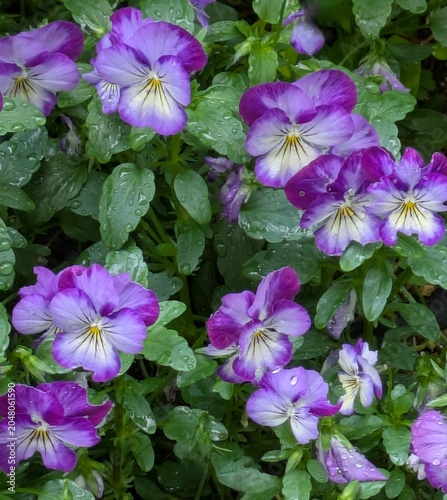 Purple Viola Flowers with Raindrops in Garden