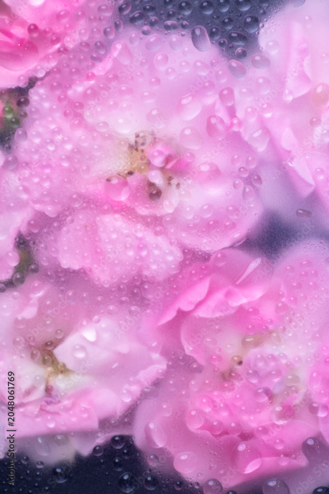Fototapeta premium Abstract Close up of Cool Pink Roses with Water Drops All Over Surface