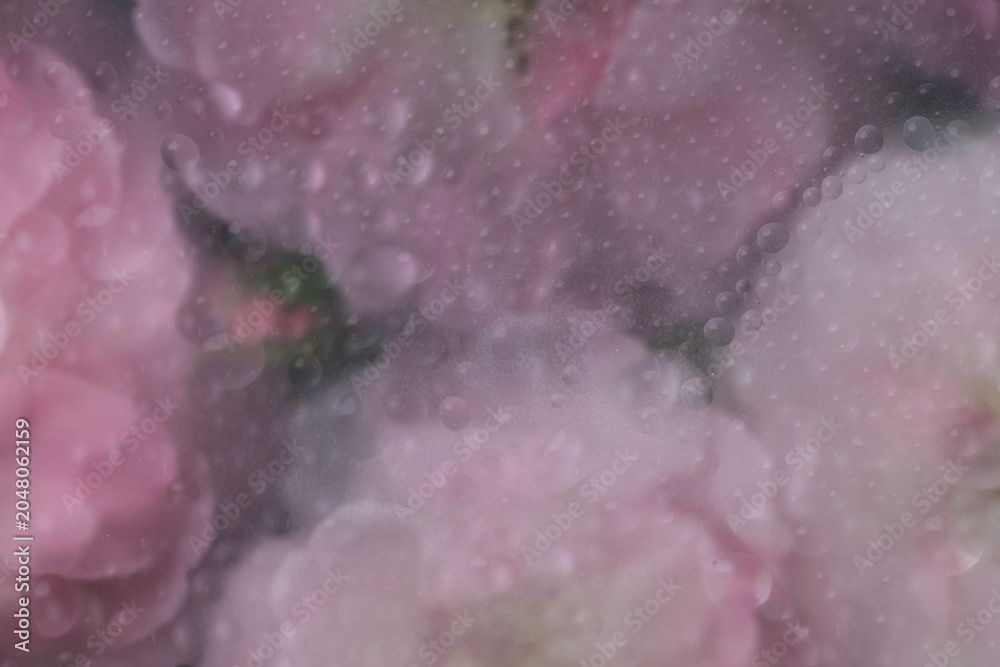 Fototapeta premium Abstract Close up of Pink Rose with Water Drops All Over Surface