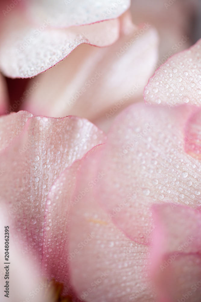 Fototapeta premium Close up of beautiful Delicate Pink Petals of Butterfly Ranunculus Ariadne