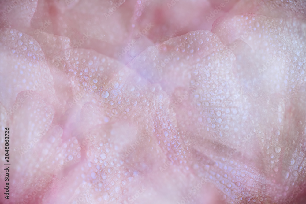 Fototapeta premium Close up of beautiful Delicate Pink Petals of Butterfly Ranunculus Ariadne