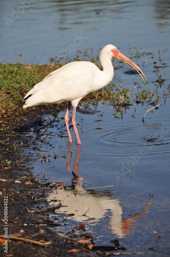 Foto White Ibis Drinking
