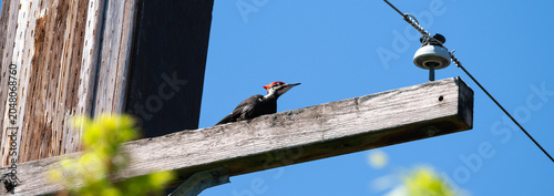 Vászonkép Young male Pileated Woodpecker perched on wood utility pole crossbeam, watching