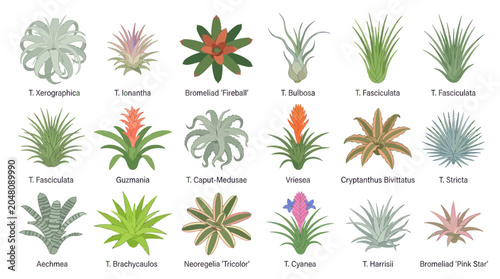 Bild auf Leinwand Collection of various air plant and bromeliad species icons.