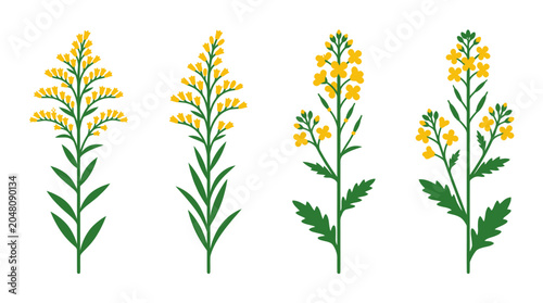 Obraz na płótnie Detailed yellow wildflower and botanical weed illustrations.