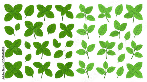 Photos Set of green mint and basil leaf sprigs isolated.