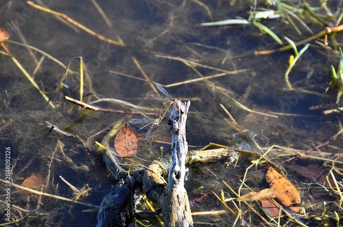 Foto damselflies on the pond