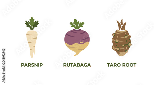 Foto Labeled illustrations of parsnip rutabaga and taro root