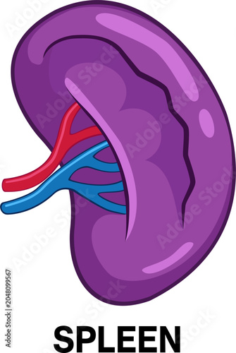 Human spleen anatomy icon lymphatic immune system hematology concept