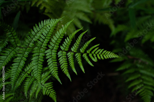 Konstfotografi 暗い背景の植物の写真
