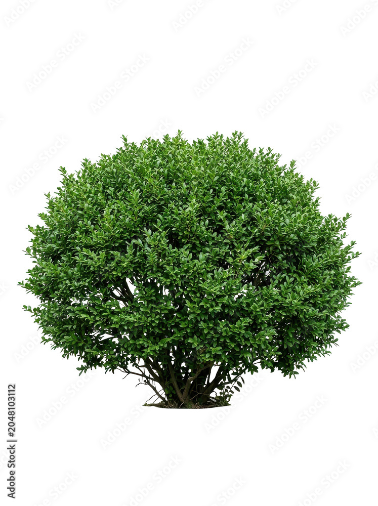 Obraz premium Lush green bush on white background, showcasing vibrant foliage in a studio setting.