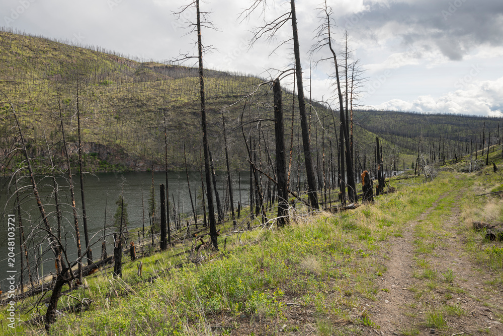 Obraz premium Charred icons. Tree trunks remaining after wildfire