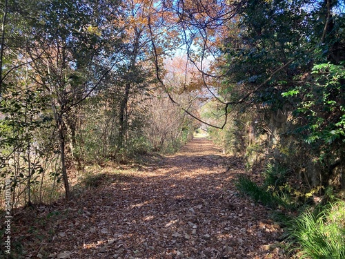 path in the forest