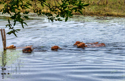 Fotografie Domestic cattle herd swimming across deep river during seasonal pastoral migrati