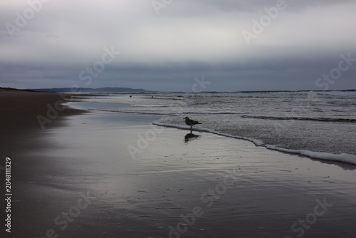 Photos The Ocean Solitude of a Single Seagull Floating in White Sea Foam