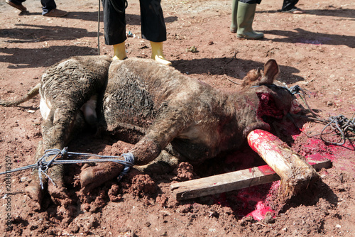 Foto Slaughtering of sacrificial animals on Eid al-Adha