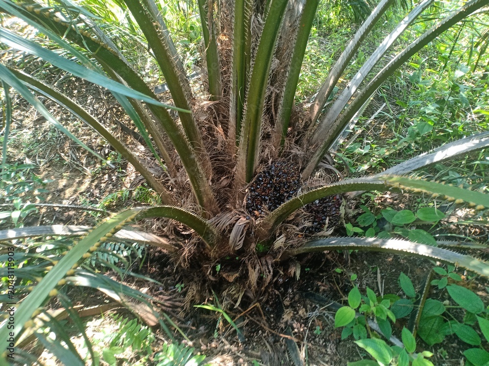 Fototapeta premium Oil Palm Tree Base Closeup