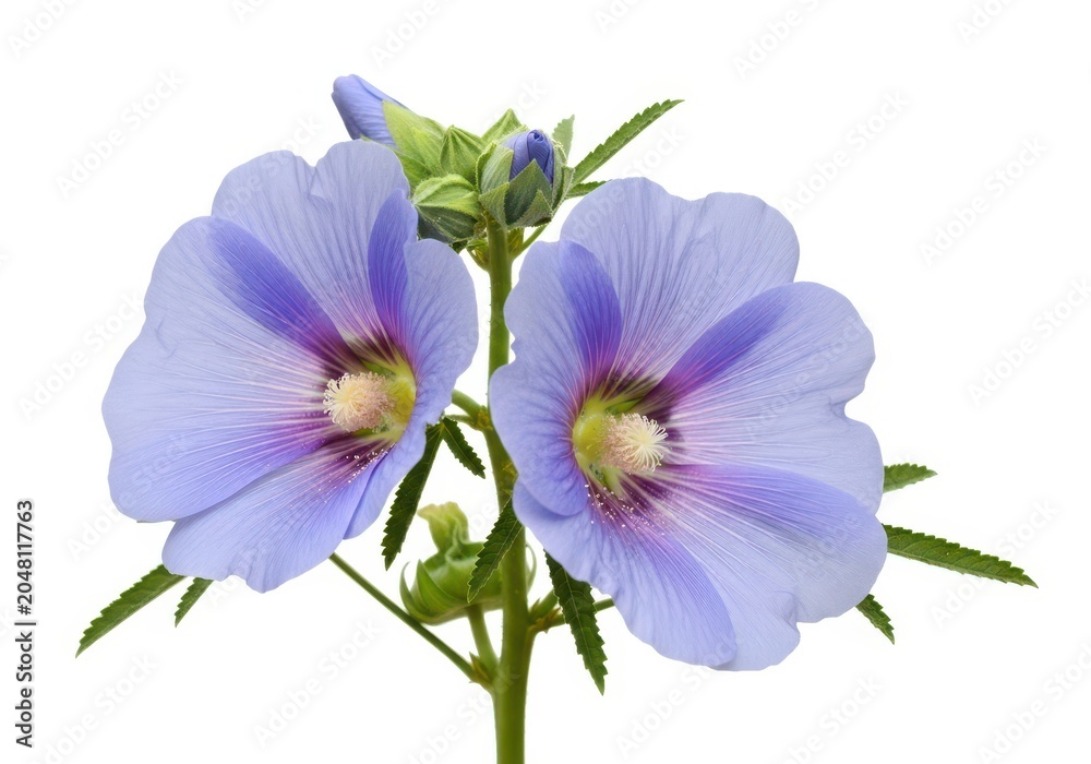 Obraz premium Pink and purple orchid flowers with green leaves on a stem