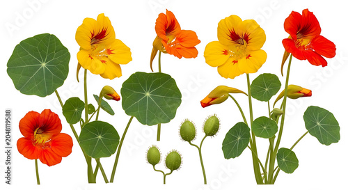 Colorful tulips in different bright colors with green leaves and buds vector illustration