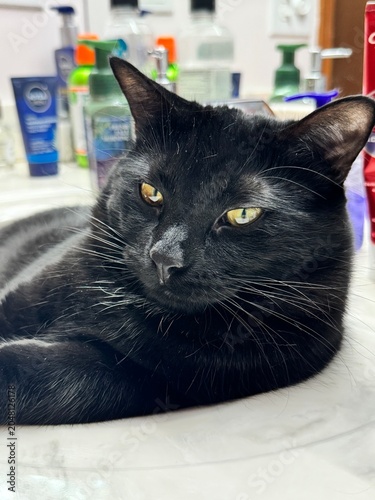 Black cat
