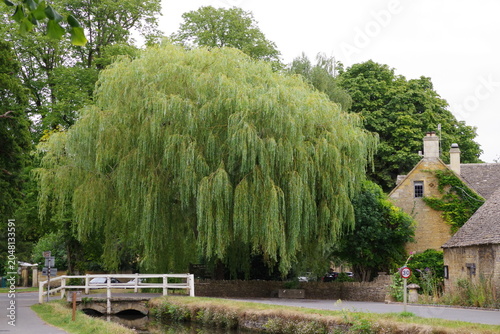 Weeping willow