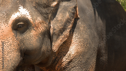 Fotografie Extreme Close Up of Asian Elephant Face with Textured Wrinkled Skin