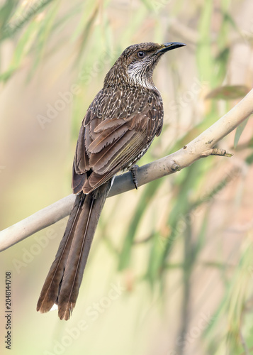 A wild little wattlebird (Anthochaera chrysoptera) perched on a eucalyptus branch with blurred woodland background, Victoria, Australia