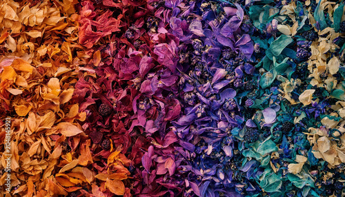 Canvas-taulu A colorful gradient of dried flower petals and small buds arranged in a spectrum