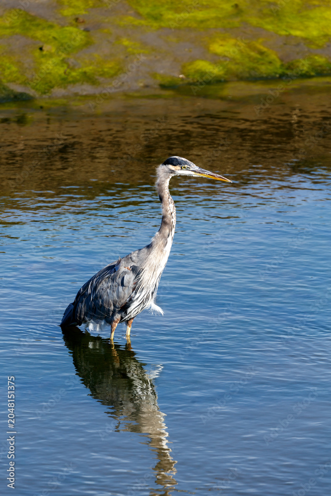 Obraz premium Bird and reflection standing in still waters of the salt marsh