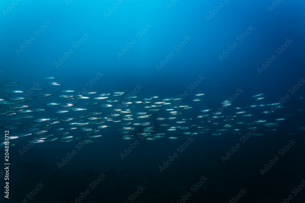 Naklejka premium School of fish