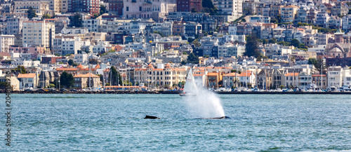 Schilderij op canvas Whale spout of mother and baby humback whale pass city of San Francisco