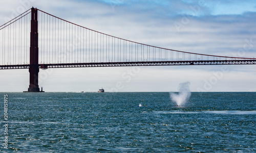 Rare sighting of mother humback whaleswimming with baby in San Francisco Bay with Golden Gate Bridge in background