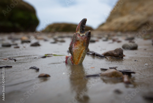 closeup of crab claw rising out of sandy beach