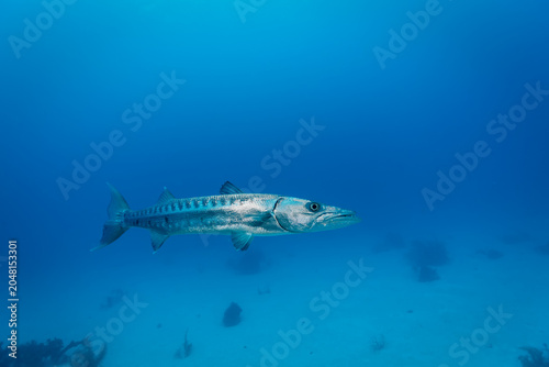 Obraz na płótnie Great Barracuda (Sphyraena barracuda) swims in clear blue ocean water