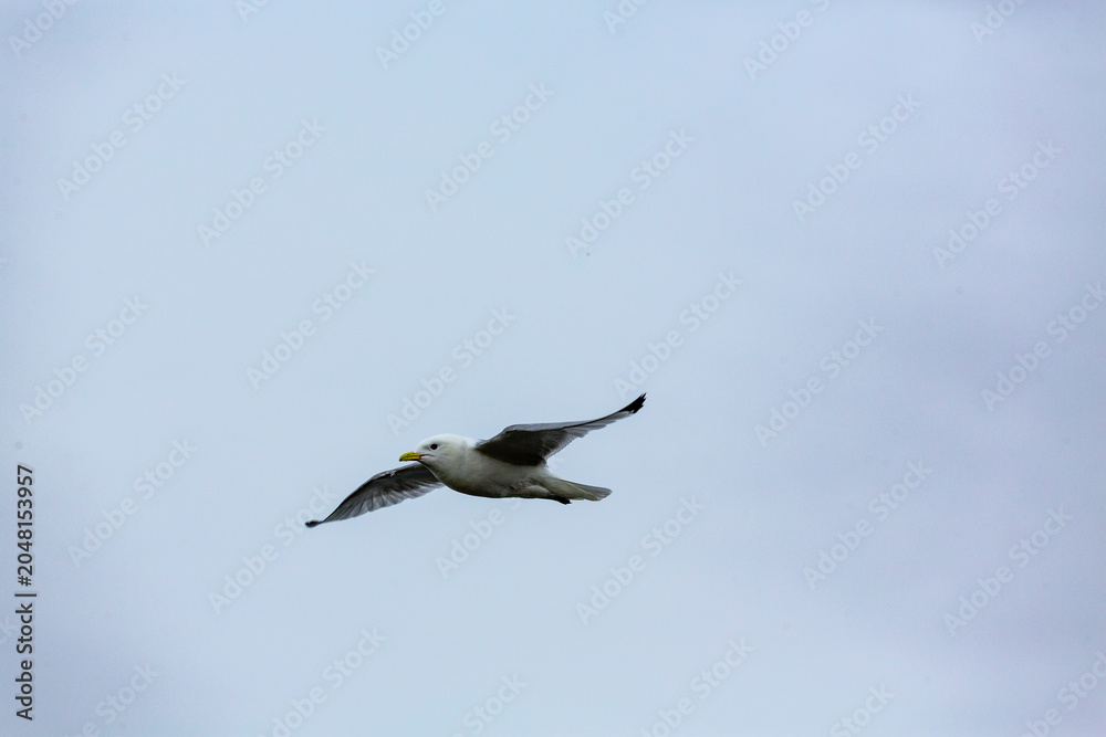 Fototapeta premium A seagull (Larus) in flight against a cloudy sky.
