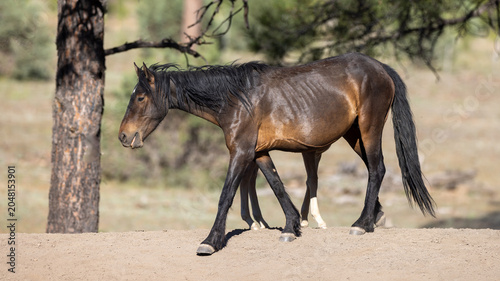 Photography Seal Brown Wild Mustang Mare and Chestnut Sorrel Foal in the Apache-Sitgreaves N