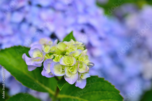 雨に濡れた紫陽花