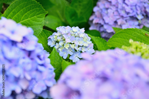 雨に濡れた紫陽花
