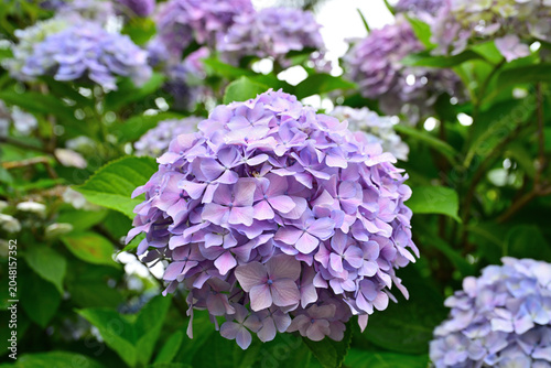 雨に濡れた紫陽花