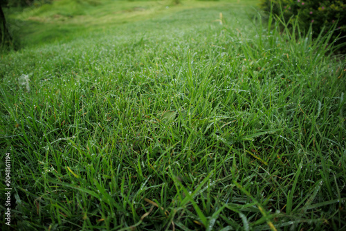 Slika na platnu dewy green meadow in the park focus on some areas in the morning