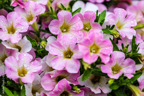 Close-up of delicate pink petunia flowers glistening with morning dew drops