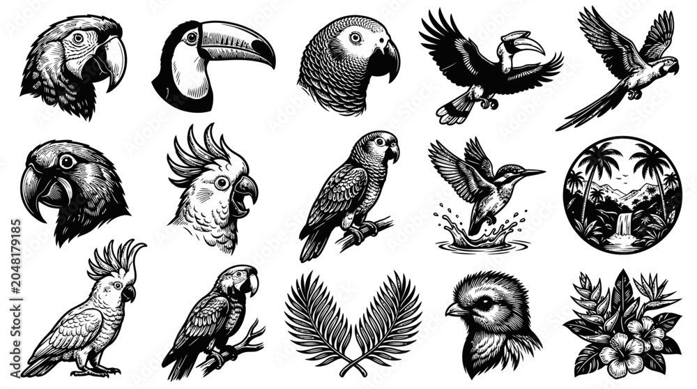 Fototapeta premium Black and White Exotic Birds Collection Vector Art, Toucan, Parrot, Kingfisher, Tropical